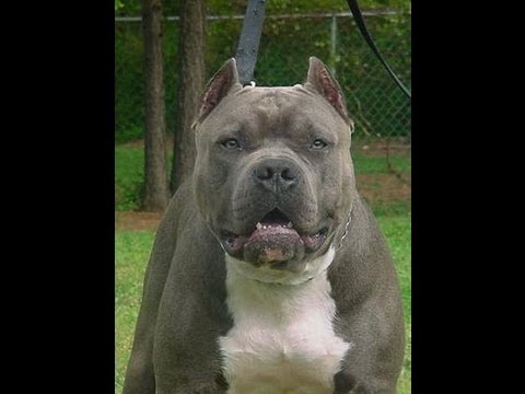 Lil Wayne "Get Smoked" Feat. Lil Mouse (Dedication 4)