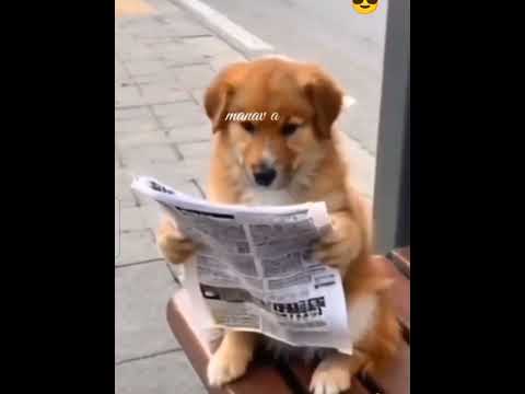 funny video 😂😂😂😂............. 😂😂