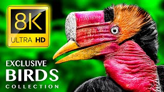EXCLUSIVE BIRDS COLLECTION 8K ULTRA HD