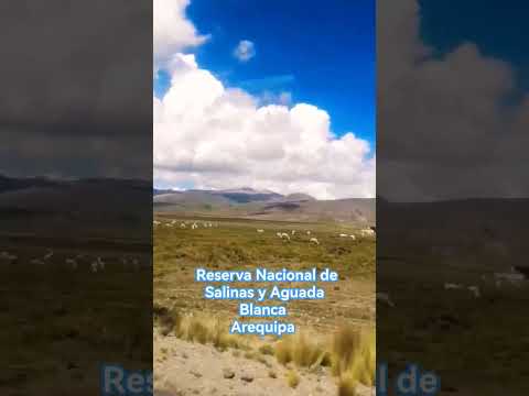 #arequipa #areasprotegidas #caylloma #andes #peru #camelidossudamericanos #short #antologia #vicuña