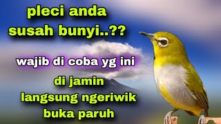 Download lagu Pleci Call Sambung Ngeriwik Buat Pancingan Semua Jenis Pleci Yang Susah Bunyi Biar Gacor mp3