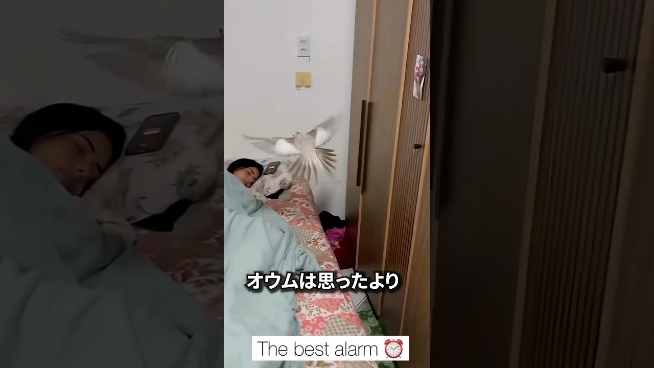 オウムが寝ている飼い主を起こす方法
