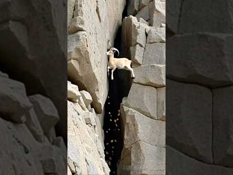 Greatness goat #shortvideo #animals #goat #mountains