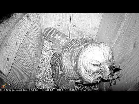 Female Barred Owl Makes A Meal Out Of Woodpecker In Indiana | April 4, 2023