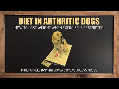 Diet in arthritic dogs: How to lose weight when exercise is restricted