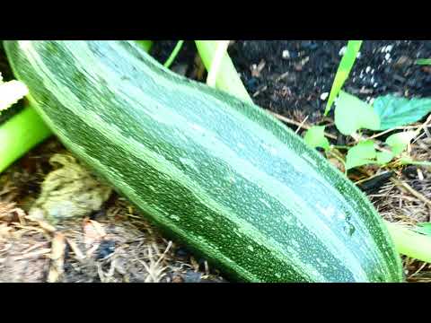 , title : 'Striato d’Italia Zucchini (Cucurbita pepo) Ernte Garten Kürbis 1. 8. 2019; Österreich fz82/83'
