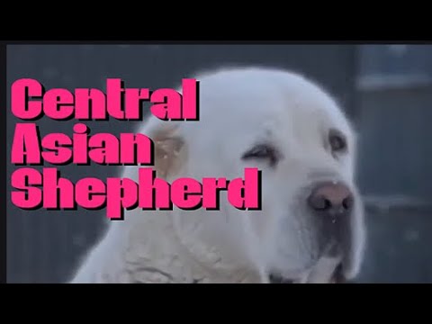 The ALABAI - Central Asia Shepherd