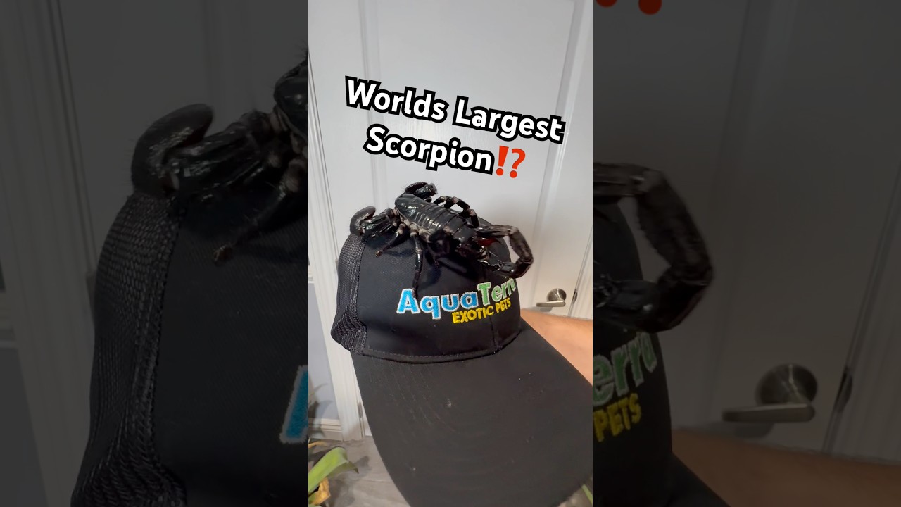 World’s Largest Scorpion⁉️