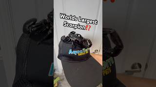 Download lagu World’s Largest Scorpion⁉️ mp3 Download lagu World’s Largest Scorpion⁉️ mp3