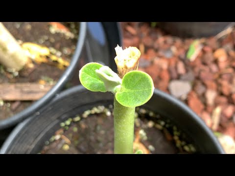 image-How long does it take for milkweed to grow back?
