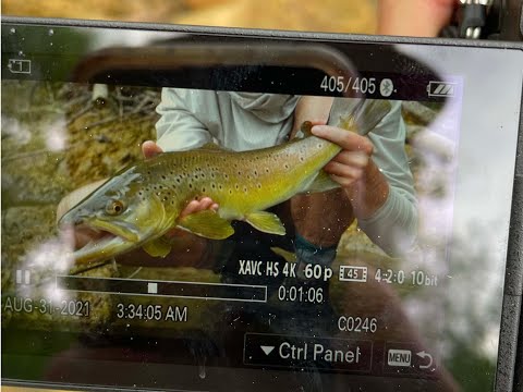 Butter: The search for big Appalachian Brown Trout