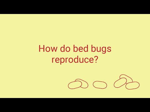 How Do Bed Bugs Reproduce?