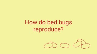 How Do Bed Bugs Reproduce