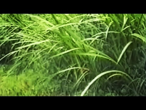 Аир (Acorus calamus) болотный и обыкновенный