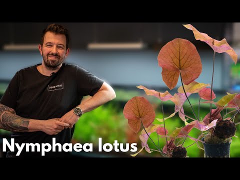 Nymphaea lotus - Roter Tigerlotus | Liquid Nature Pflanzenvorstellung