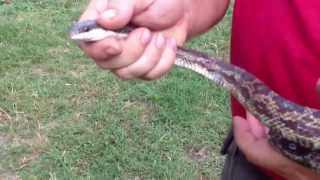 Texas Rat Snake on the Homestead