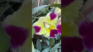 Beautiful Cymbidium Orchid #cymbidiumorchid  #orchids #orchid #shorts #beautifulflowers #flowers