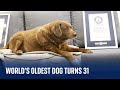World's oldest dog ever celebrates 31st birthday