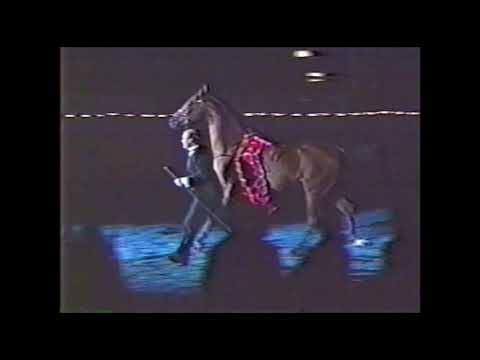 Pain in the Brass - National Show Horse Stallion at El Camino Ranch Promotional Video from 1995