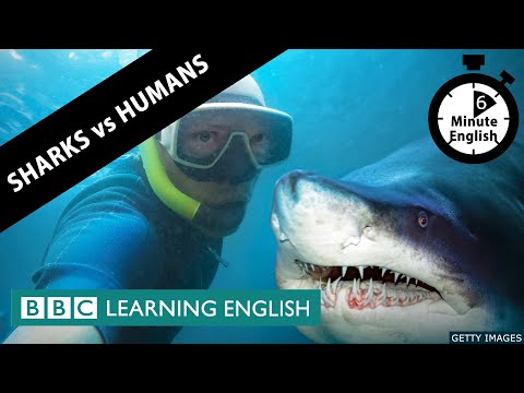 鯊魚和人類哪個更危險？- 6分鐘英語 (Which are more dangerous: sharks or humans? - 6 Minute English)