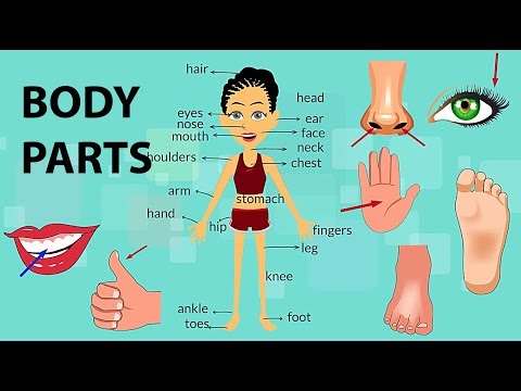 اعضاء الجسم باللغة الانجليزية Parts of the body