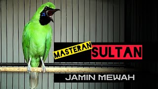 Download lagu 🔴MASTERAN SULTAN‼️CUCAK IJO GACOR FULL TEMBAKAN NGERI mp3
