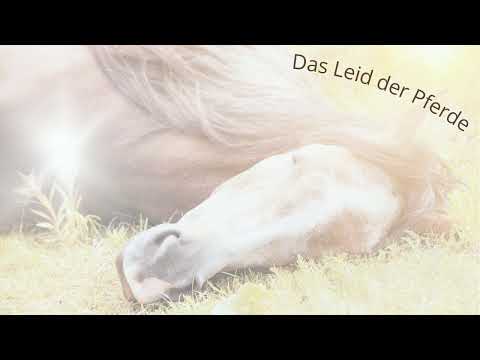 Tierkommunikation – Das Leid der Pferde 🐎