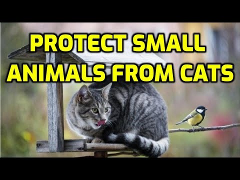 10 Proven Ways To Stop Cats Catching Mice And Birds