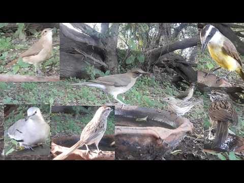 #99  Zorzal  Benteveo Hornero Cachilo corona castaña Jilguero Torcacita 3103 2026 A