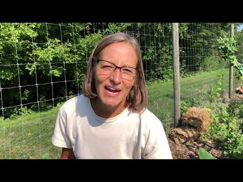 Delicata Squash   Harvest Time