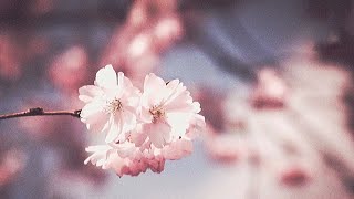 Download lagu Surah Yasin, ArRahman, Al Mulk & Al Waqiah - Beautiful recitation By islam Sobhi mp3