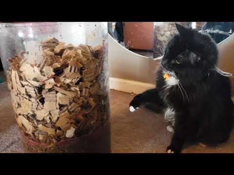 African Nightcrawlers In My Bedroom | Composting Worm Bin Tips & Updates