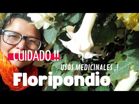 FLORIPONDIO (BRUGMANSIA) MEDICINAL USES, WHY SHOULD YOU BE CAREFUL WITH IT?