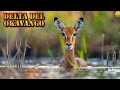 The Last Eden Surviving The Okavango Among Giants And Predators