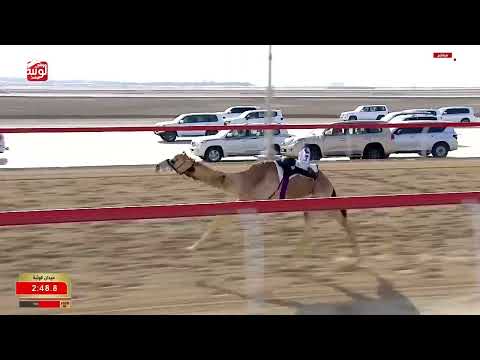 ش 4 (مريع) لـ معضد محمد هلال المزروعي 5:48:09 ، مهرجان ختامي الوثبة 2026/02/28 حقايق