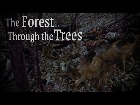 The Forest Through the Trees - Original Horror Story