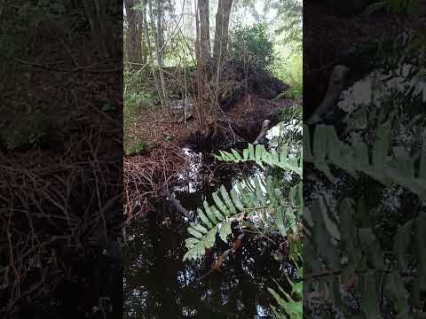 La reintroducción del cocodrilo cubano en la Ciénaga de Zapata.