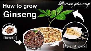 How to grow Ginseng｜Stratified seed and  root for growing Ginseng｜How to grow #43 Ginseng｜Eng Sub