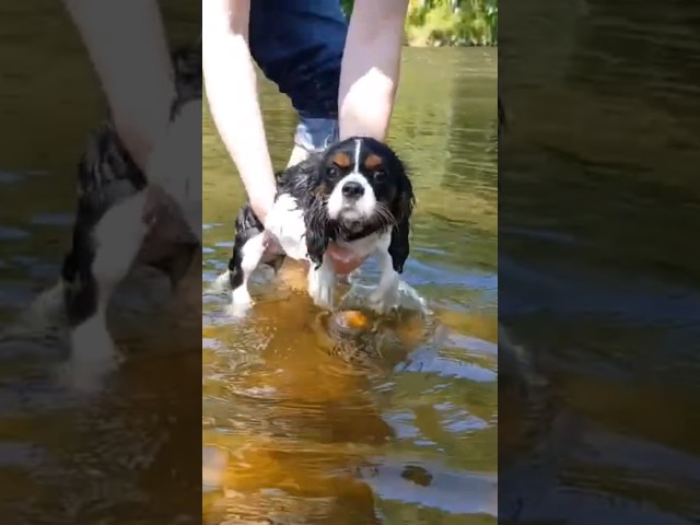 Vídeo relacionado con Funny Cavalier King Charles Spaniel Nadando Bajo el Agua Camiseta