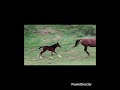✨ Pouliche origine dressage ✨