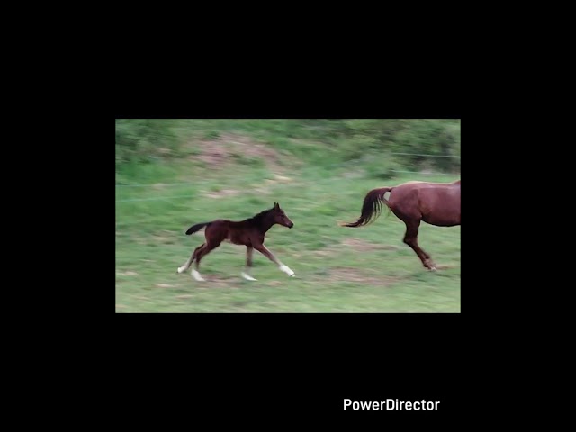 ✨ Pouliche origine dressage ✨
