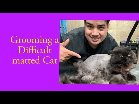 Grooming a Difficult black Cat / Cat Grooming, Dog grooming in Queens NY