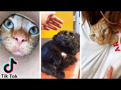 貓家長測試10個TikTok貓小技巧 (Cat Parents Test 10 TikTok Cat Hacks)