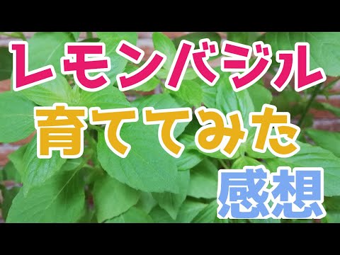レモンバジル 植物