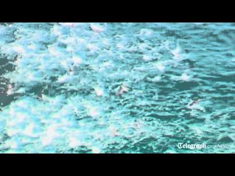 Shark feeding frenzy caught on camera off Australia coast