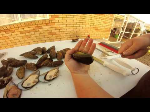download lagu mp3 mp4 How To Shuck Mussels, download lagu How To Shuck Mussels gratis, unduh video klip How To Shuck Mussels