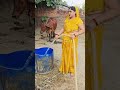 Cow Buffalo Cattlefarm Farming Dairyfarming Villagelife