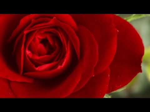 Khadhi qismat pheri by Samina kanwal