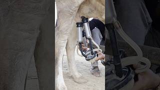 Download lagu Best quality milking machines dairy 😋💪 #dairyfarm #dairy #dairyindustry #milk #dairyfarmers #shorts mp3 Download lagu Best quality milking machines dairy 😋💪 #dairyfarm #dairy #dairyindustry #milk #dairyfarmers #shorts mp3