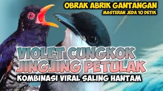 Download lagu KEDASIH UNGU VS PETULAK JINGJING GACOR || VIOLET CUNGKOK VS JINGJING PETULAK GACOR MEWAH JERNIH mp3 Download lagu KEDASIH UNGU VS PETULAK JINGJING GACOR || VIOLET CUNGKOK VS JINGJING PETULAK GACOR MEWAH JERNIH mp3